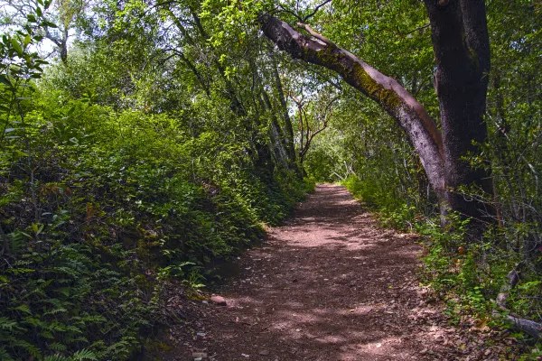 中國航空 飛 拿騷