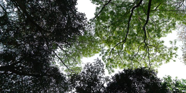 Zhenshan Park