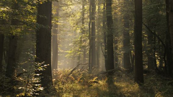 Daliangzihe National Forest Park
