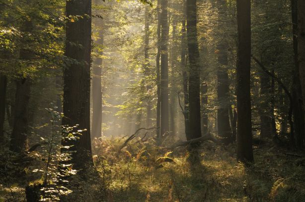 Daliangzihe National Forest Park