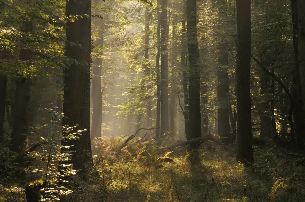 Daliangzihe National Forest Park