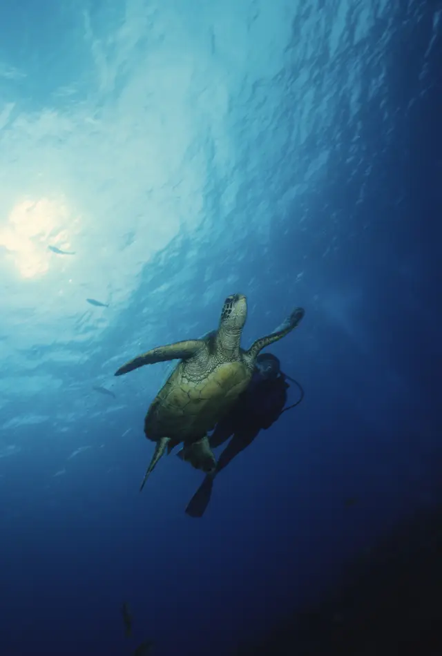 Scuba Diving in Panglao