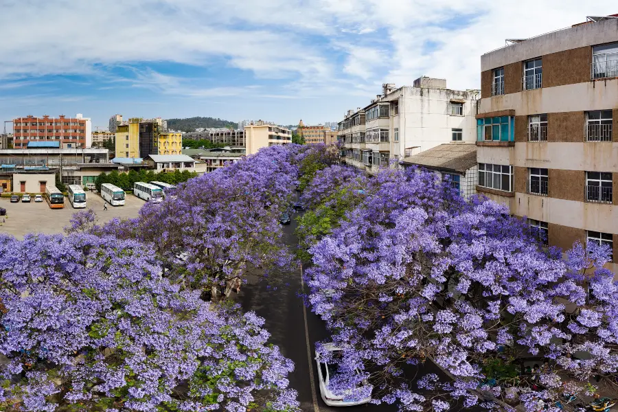 Jacaranda Theme Park