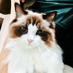 Gregorius User Photo