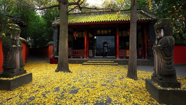 Ginkgo Viewing in Chengdu