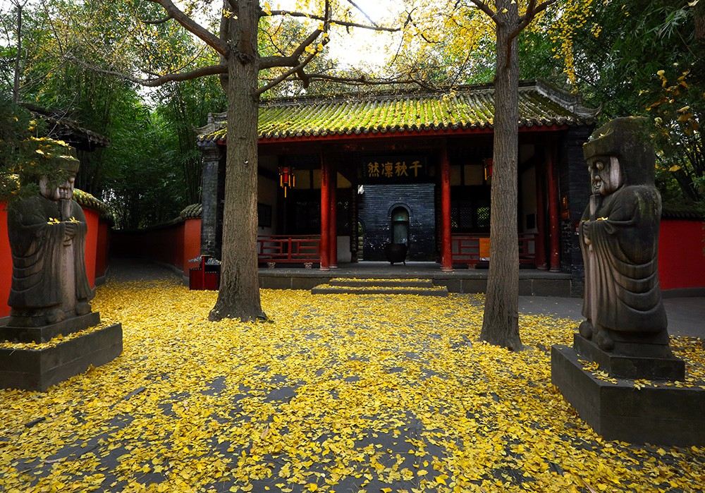 Ginkgo Viewing in Chengdu