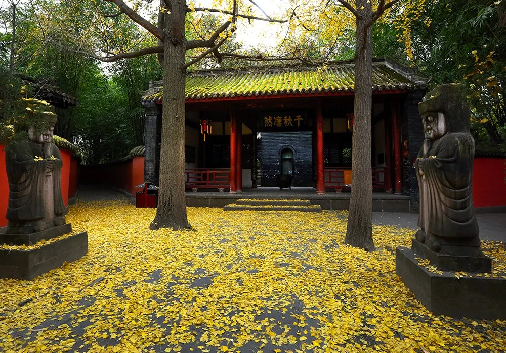 Ginkgo Viewing in Chengdu