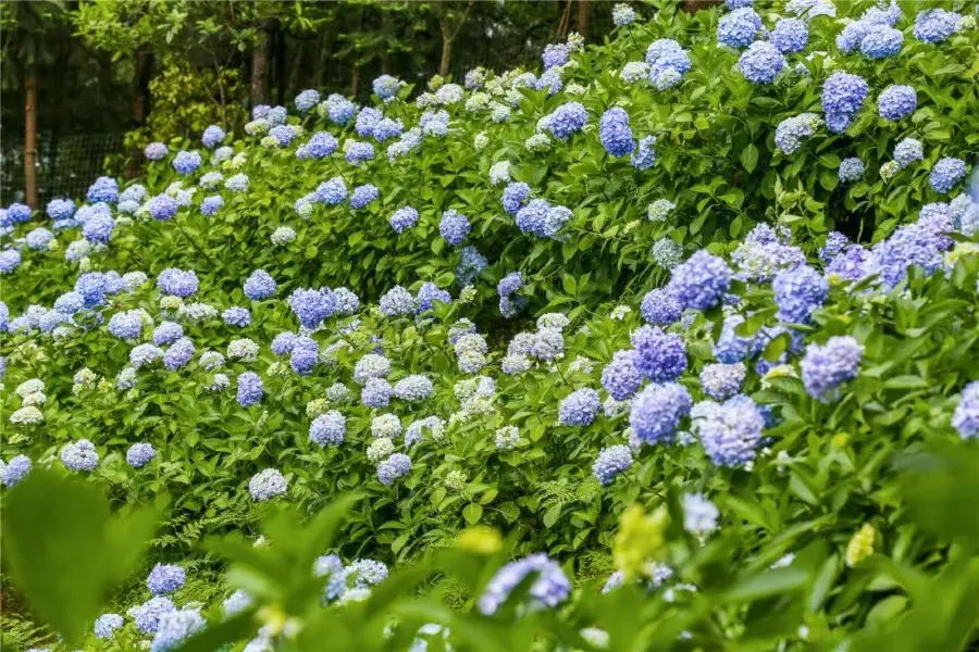 巴南石龍綉球花海