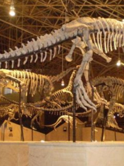 Lufeng Dinosaur Fossil Site