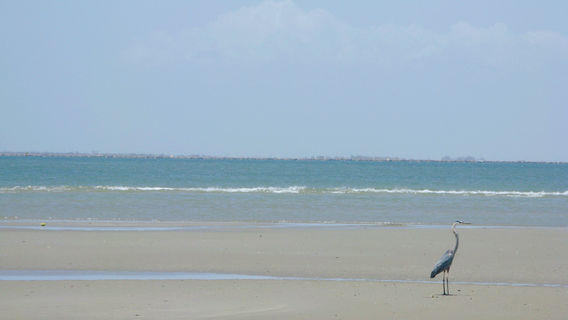 Galveston