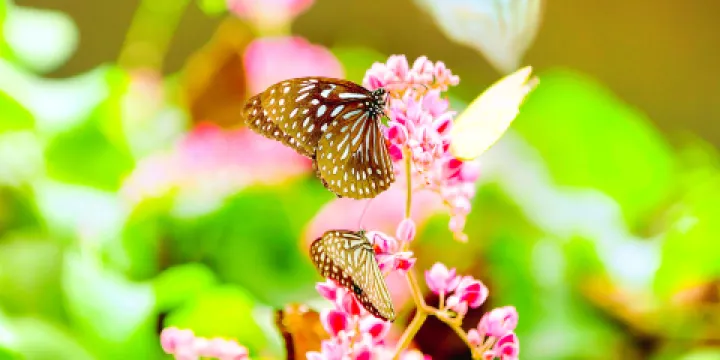 吉隆坡蝴蝶公園