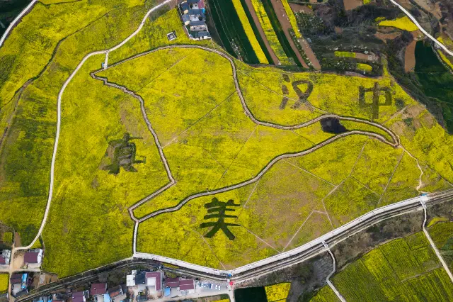 Rapeseed Flowers Viewing in Hanzhong