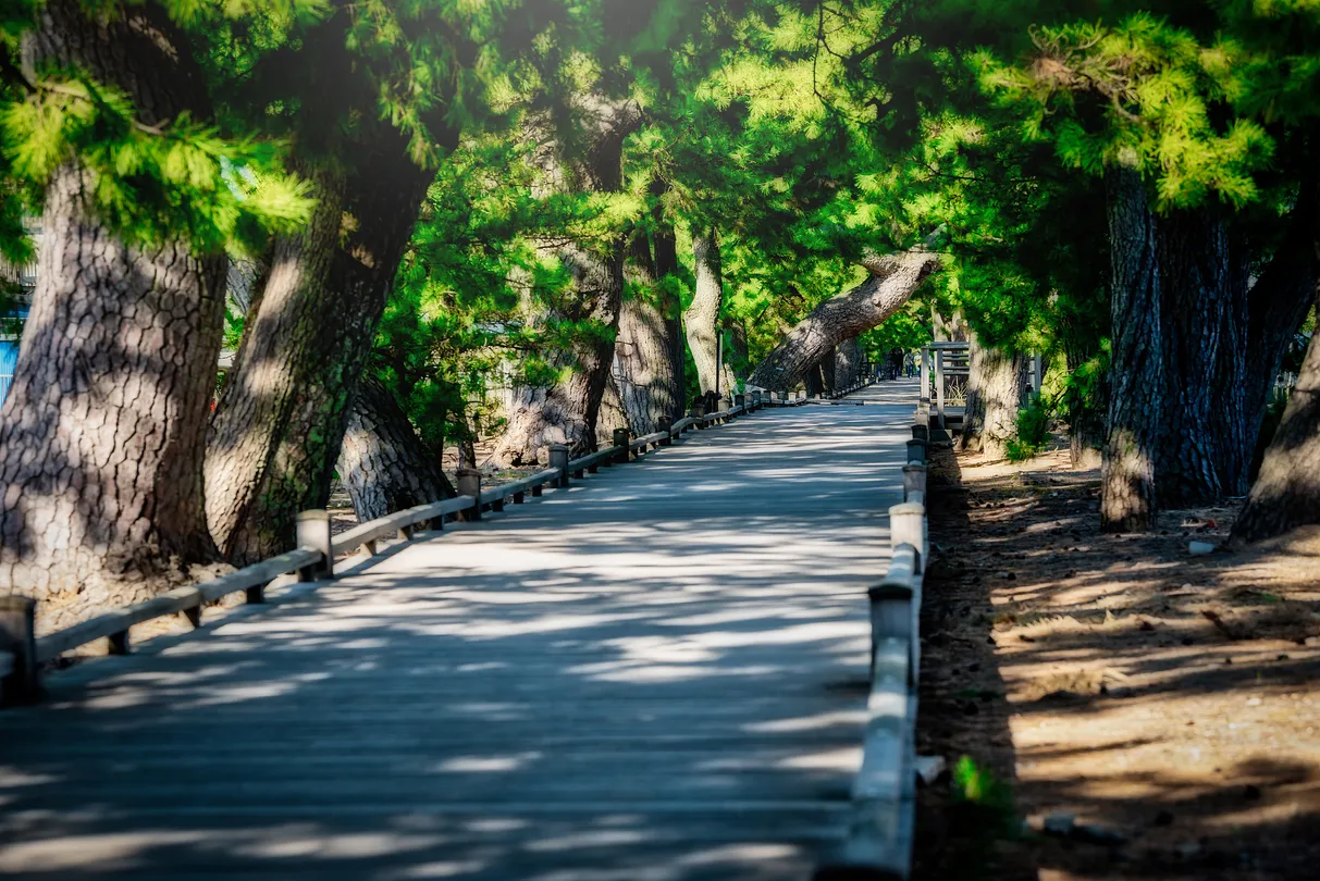 4_Miho no Matsubara