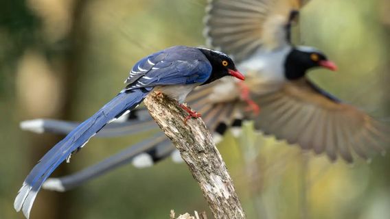 Nujiang Hundred Birds Valley