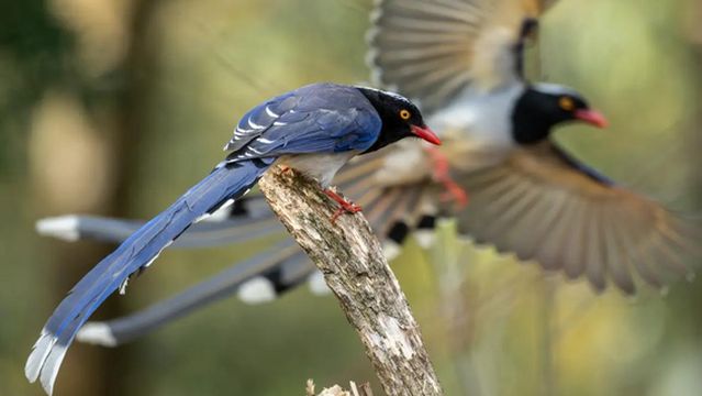 Nujiang Hundred Birds Valley