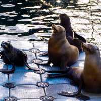 イルカを世界で初めて飼育した水族館！？