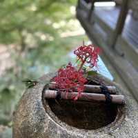 【愛媛】臥龍山荘