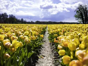 Holland Flowers