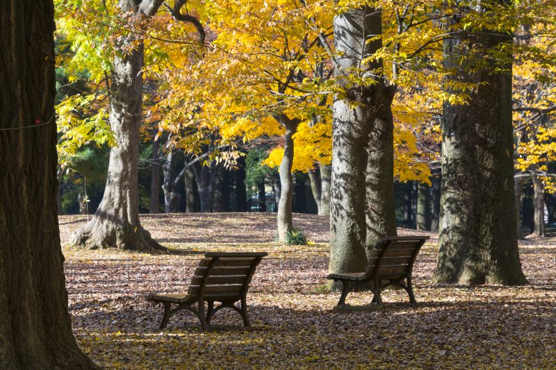 Yoyogi Park