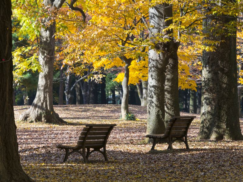 Yoyogi Park