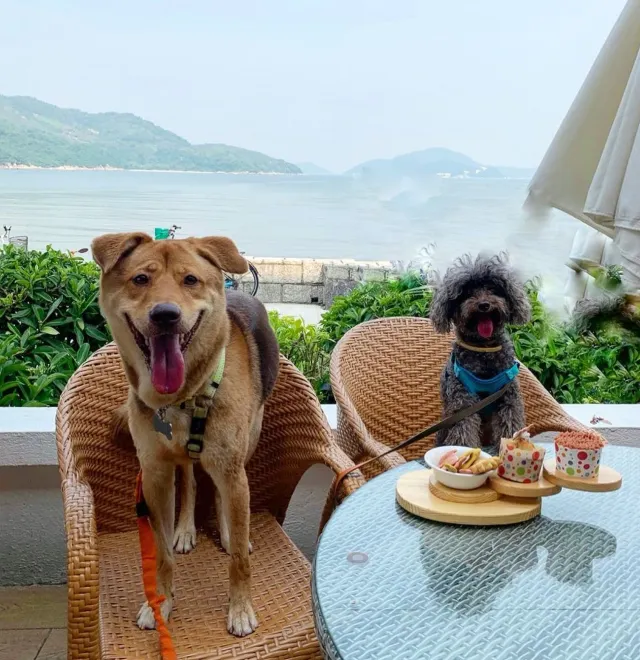 【寵物酒店邊間好?】2026人寵不分離,盤點那些寵物友好酒店:香港13間寵物酒店 Staycation 推介🐶+住宿餐飲優惠