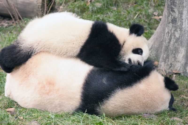 閬中貓熊樂園