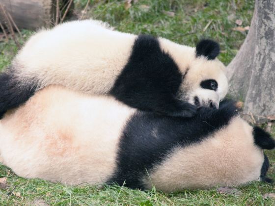 閬中貓熊樂園