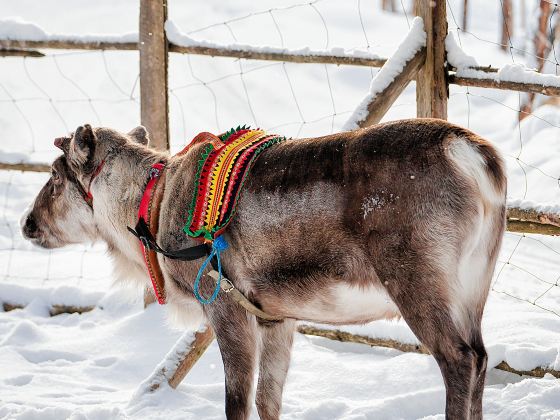 Ewenki Reindeer Park