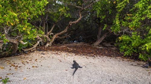 Helicopter Island