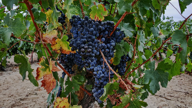 Xiaojiu Vineyard