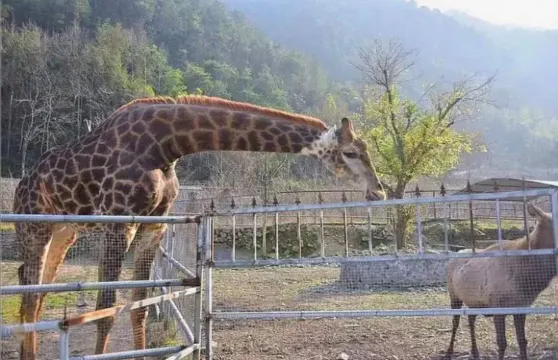 溫嶺動物園門票成人