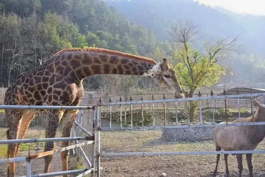 溫嶺動物園