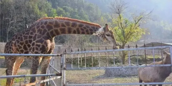 溫嶺動物園