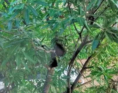 Luba Garifuna Museum