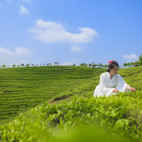雲峰山萬畝茶園景區