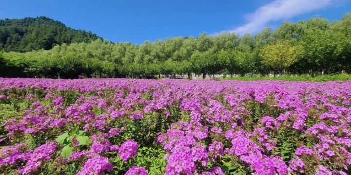 Jinshui Bay Flower Sea