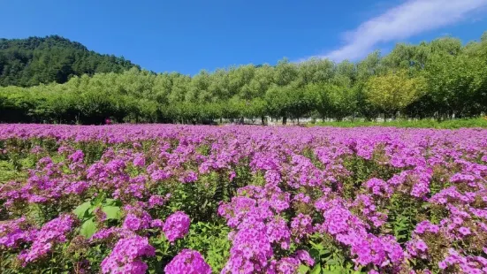 金水灣花海