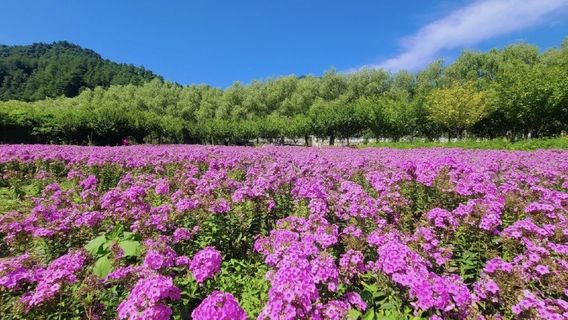 Jinshui Bay Flower Sea