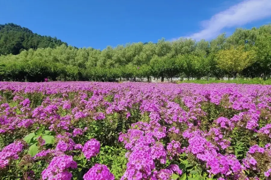 金水灣花海