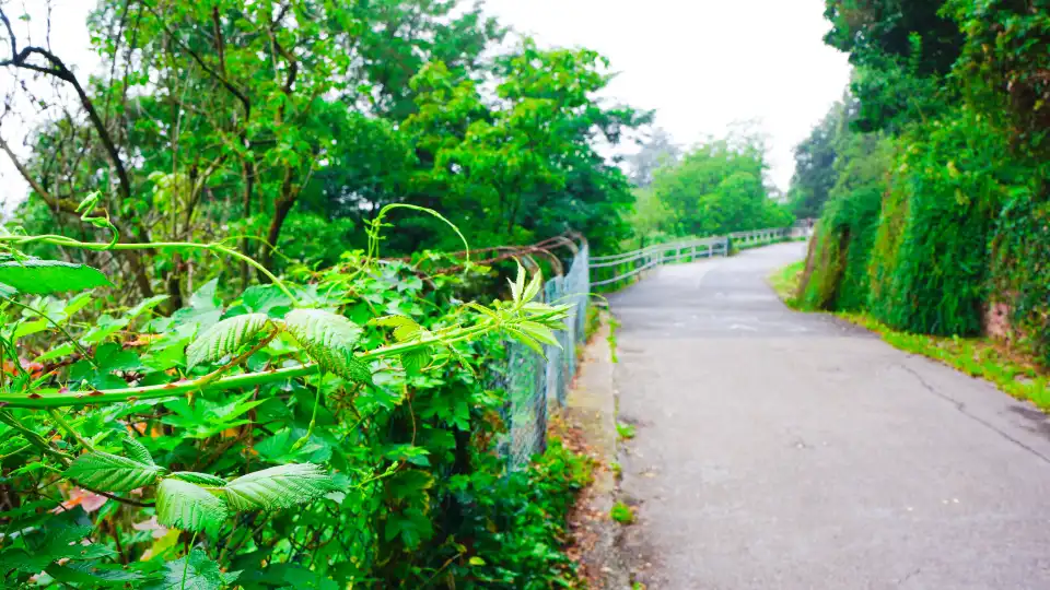 4_Philosophenweg