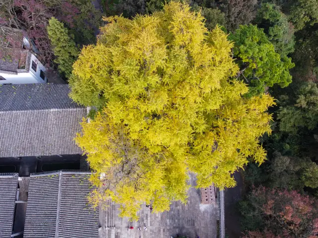 Ginkgo Trees in Hengyang