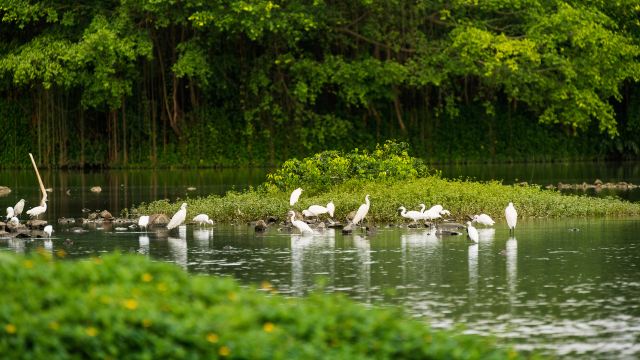 Bird Paradise