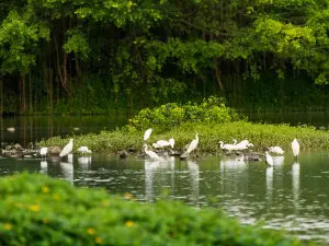Bird Paradise