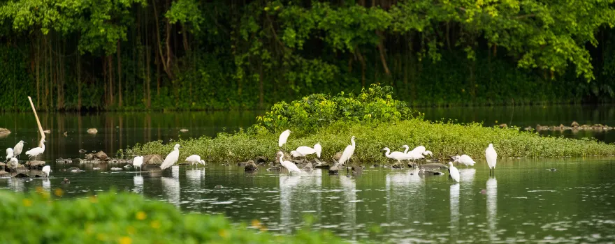 The Birds' Paradise