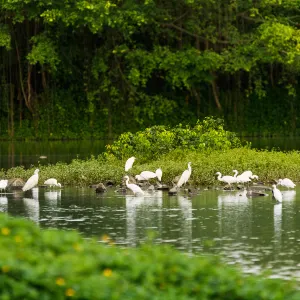 小鳥天堂