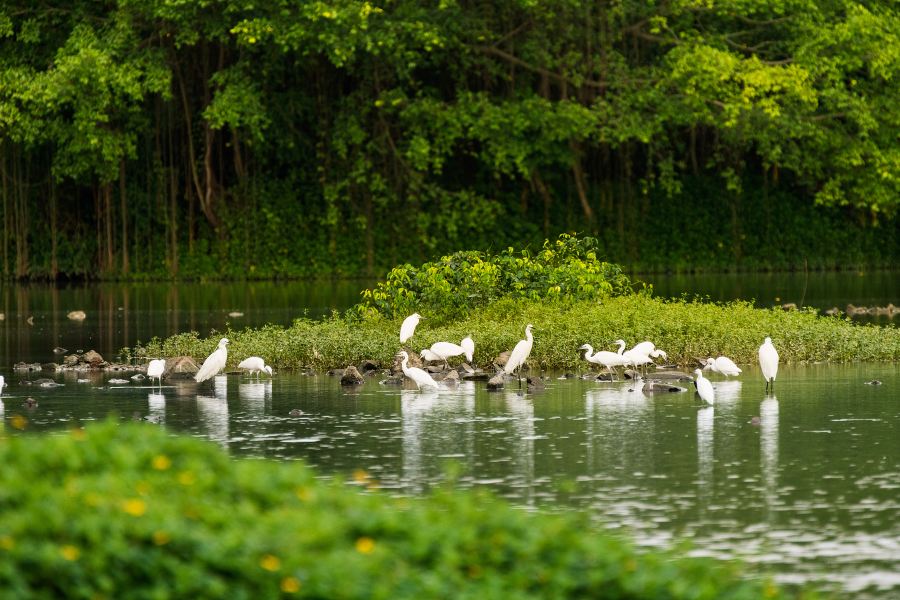 小鳥天堂