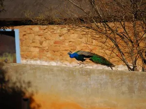 Johannesburg Zoo