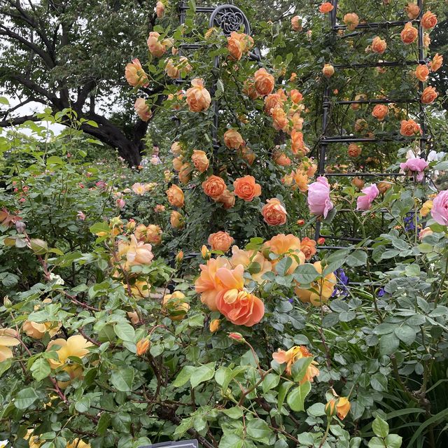 バラの花が咲く穴場スポット　横浜