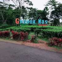Gunung Mas Tea Hills