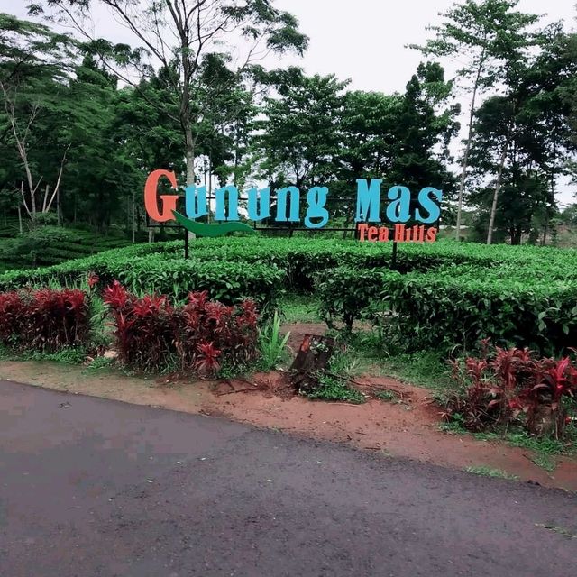 Gunung Mas Tea Hills